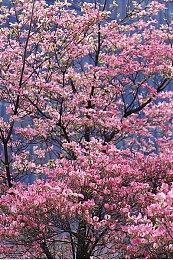 《全面战争：法老》苏庇路里乌玛宣传片 10月11日发售